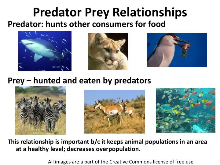 8 Predator Prey Examples To Understand Ecosystems