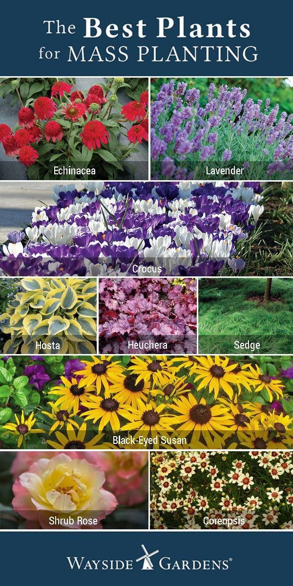 A Guide To Annuals Versus Perennials Hgtv