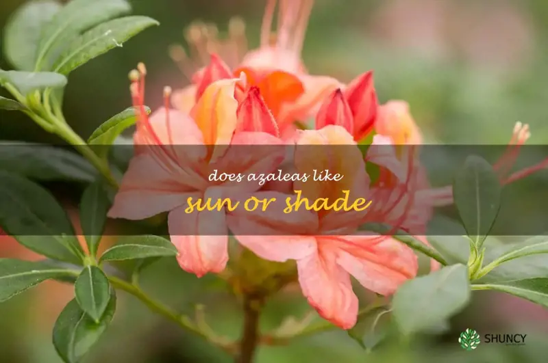 A Guide To Growing Azaleas Sun Or Shade What S Best For Your Garden Shuncy