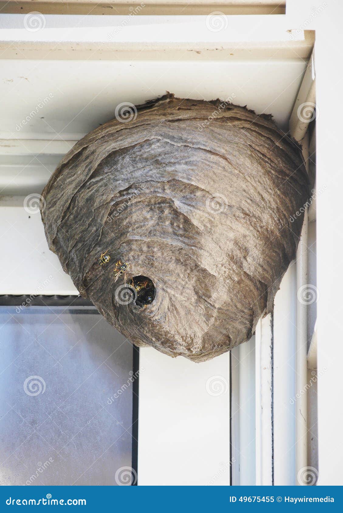 A Huge Bee Hive Nest Is Hanging From A House With Bees Coming In And Out For A Pest Control Or