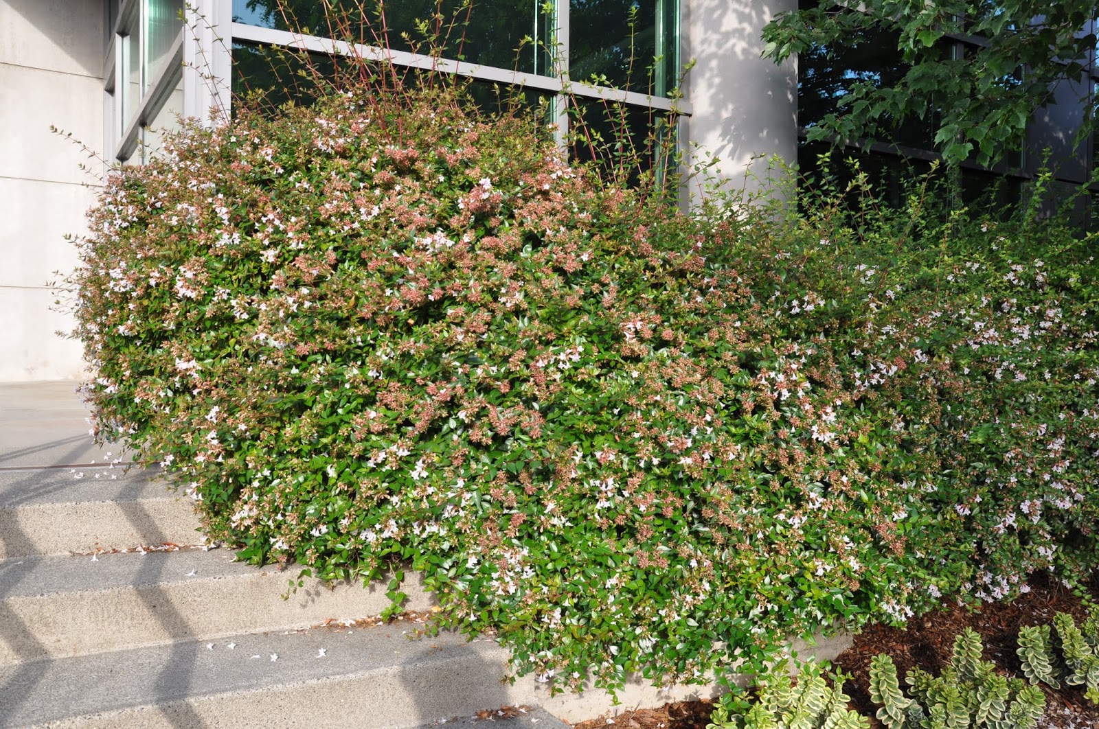 Abelia Edward Goucher Grow And Care Travaldo Amp 39 S Blog