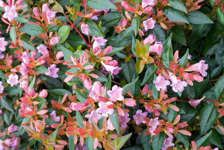 Abelia Edward Goucher Pruning And Growing Tips