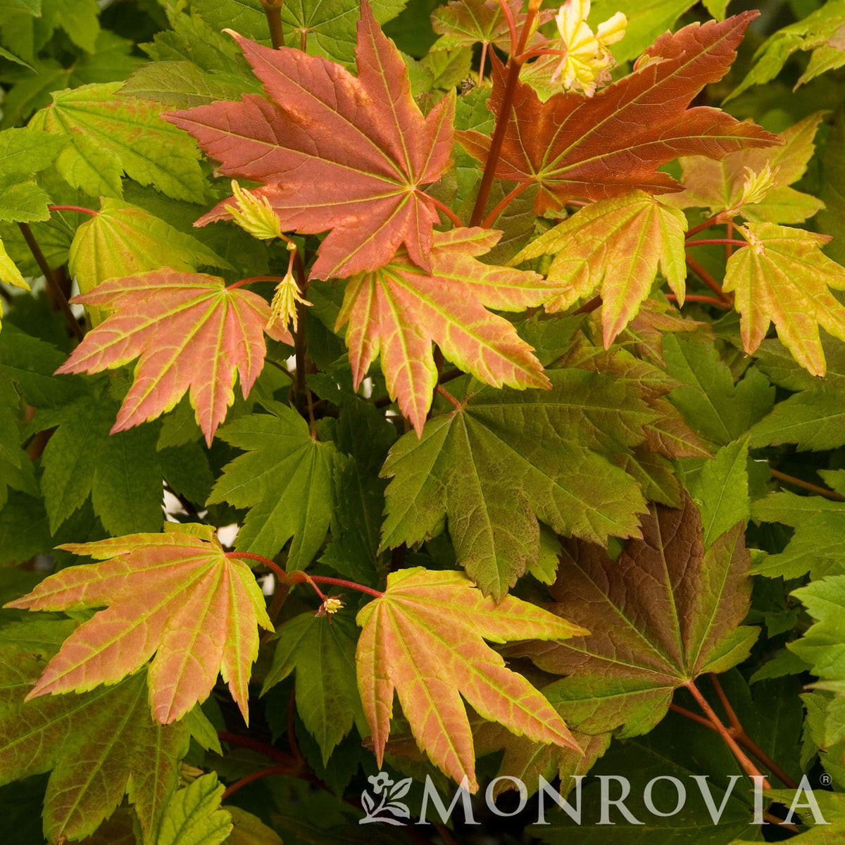 Acer Circinatum: Grow Vibrant Vine Maple - Neh Institute Hub