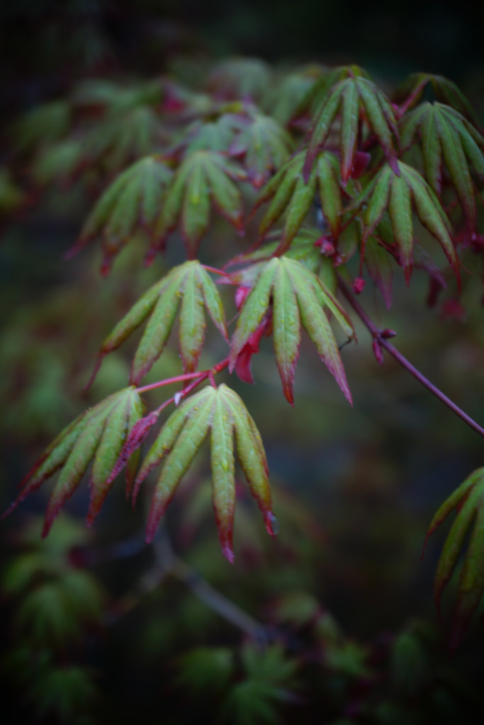 Acer Palmatum Winter Flame Erable Du Val De Jargeau