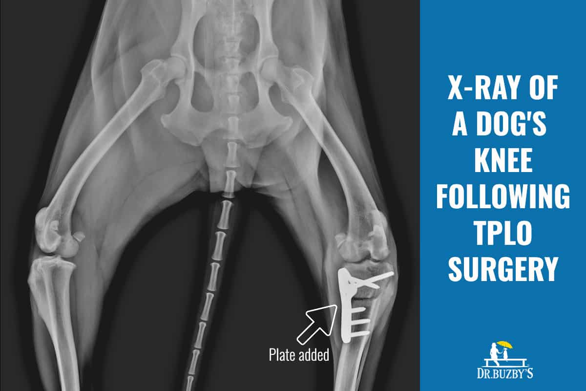 Acl Injury In Dogs