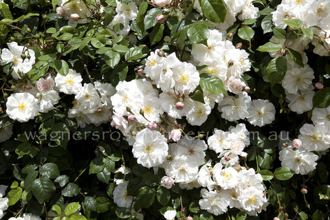 Adelaide De Orleans Climbing Eumundi Roses