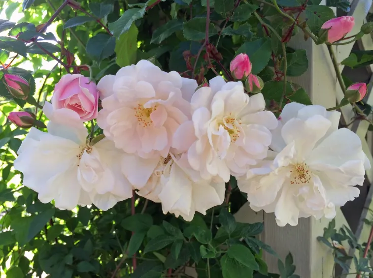 Adelaide D'orleans Rose