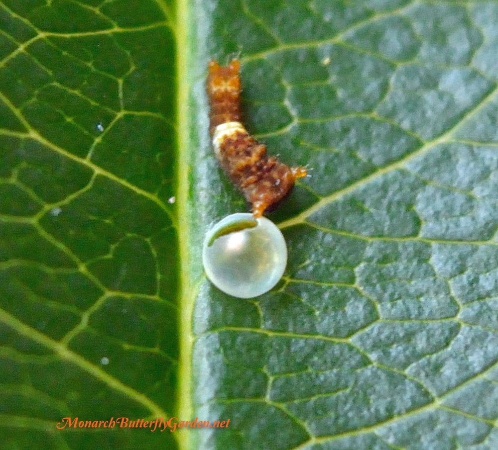 Adventures In Raising The Eastern Tiger Swallowtail Butterfly