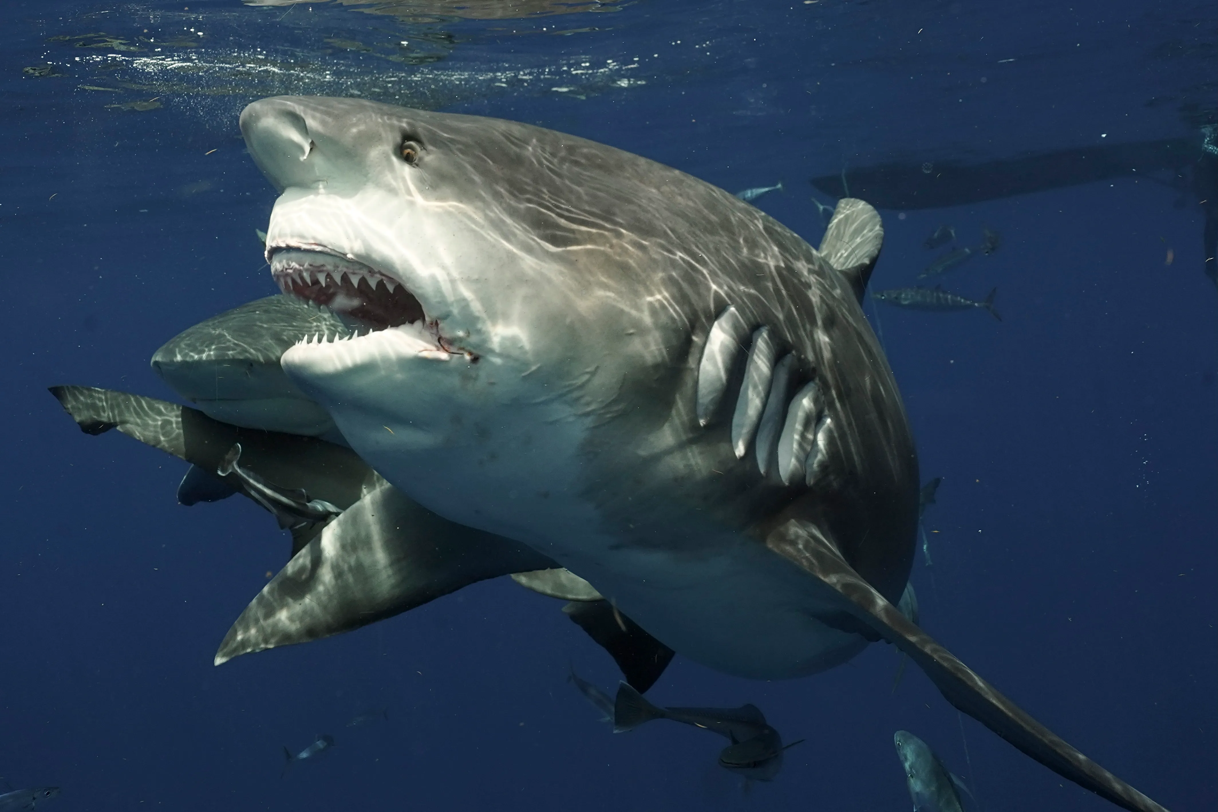 Adventurous Dive Florida Diver S Thrilling Encounter With The Mighty Bull Shark One Of The