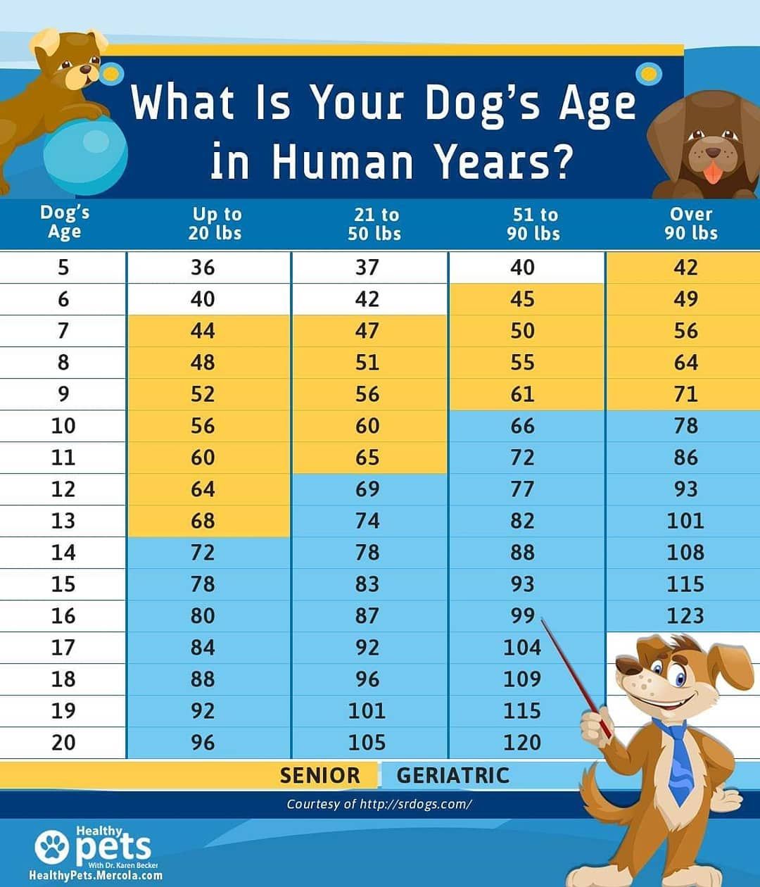 Age In Dog Years Imgflip