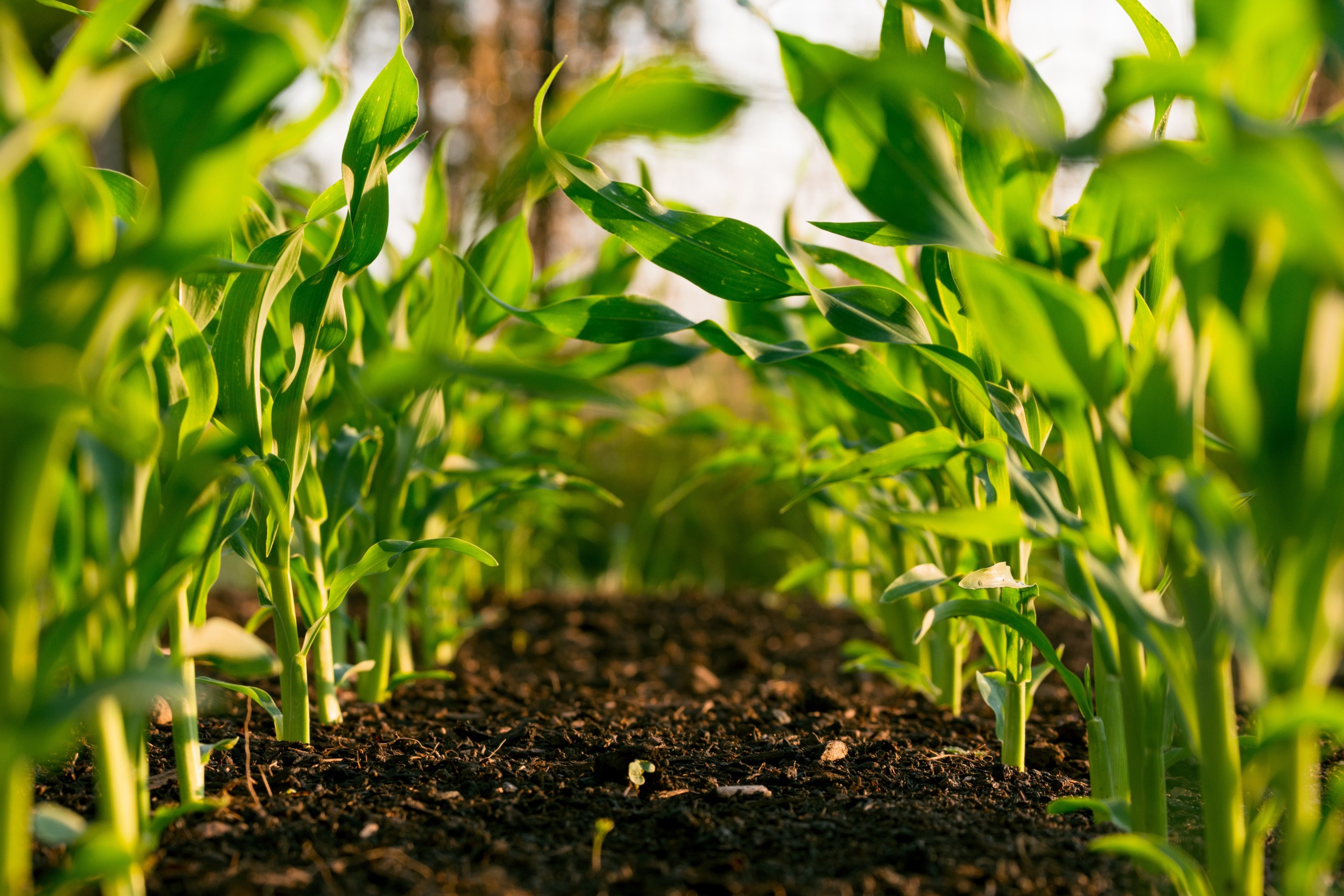 Agriculture: Sustainable Farming Solutions