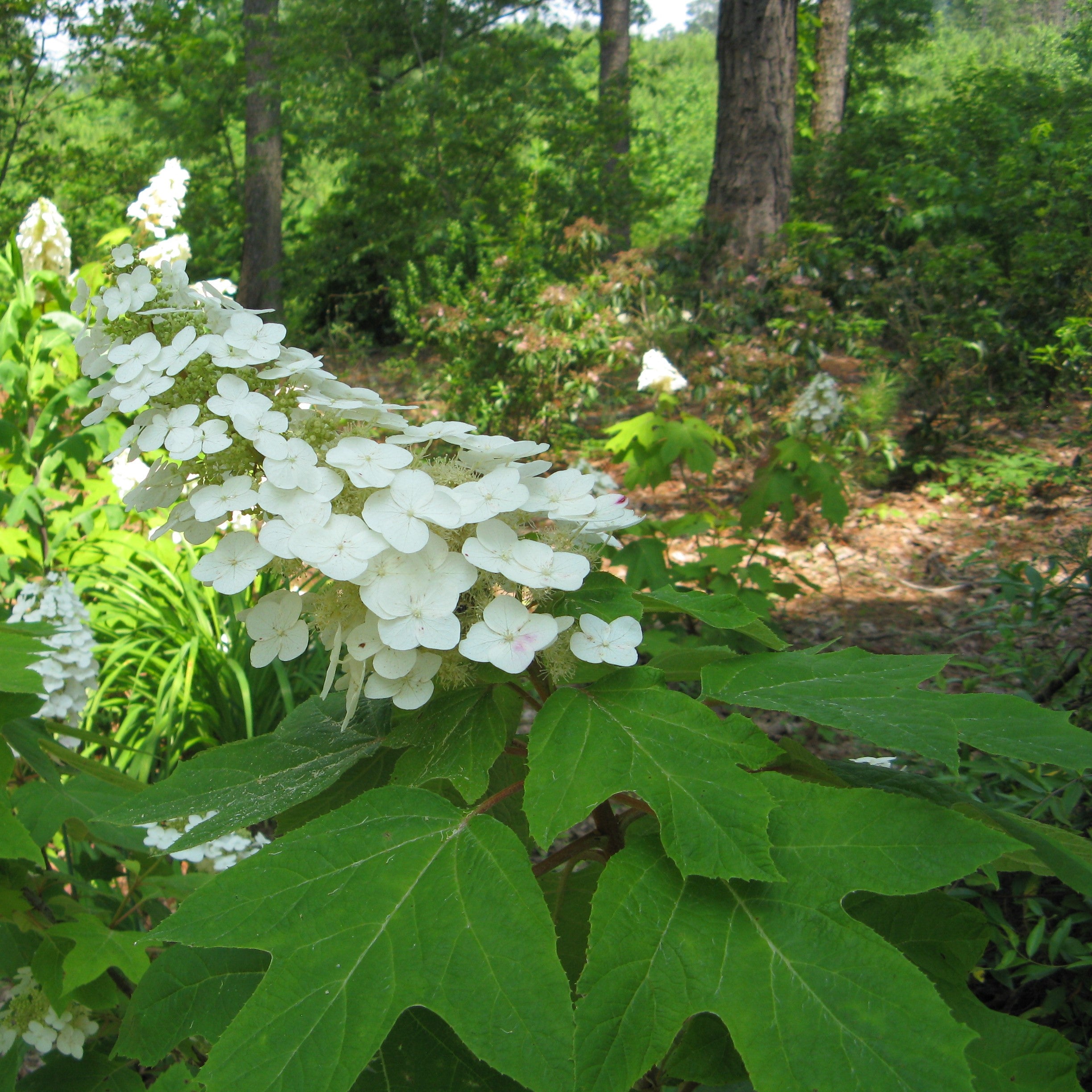 Alice Oakleaf Hydrangea