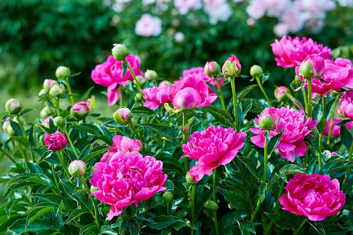 All About The Best Way To Plant Peonies In Your Flower Garden Info On