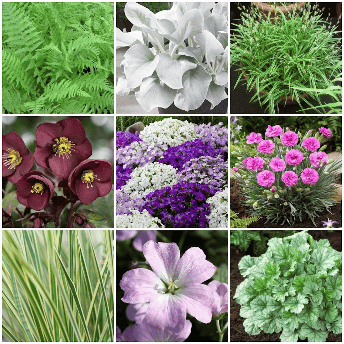 All Year Round Plants For Troughs A Guide To Year Round Beauty