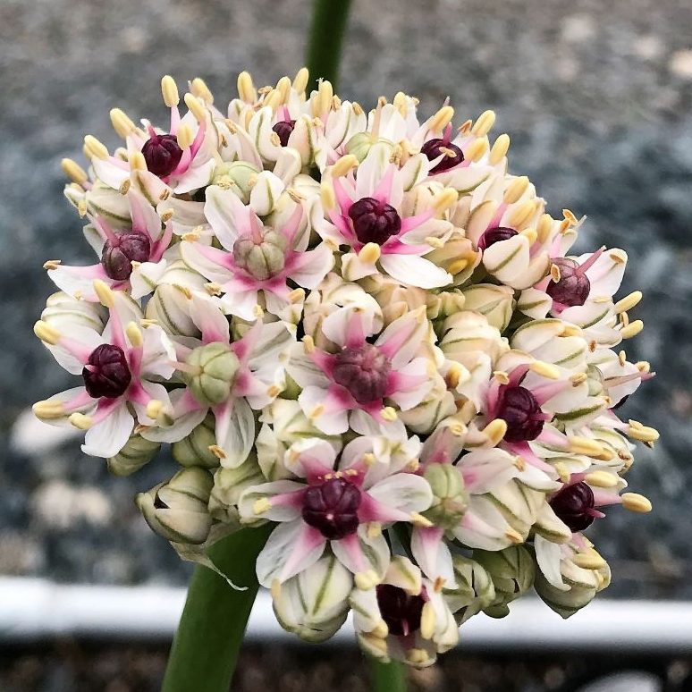 Allium Silver Spring