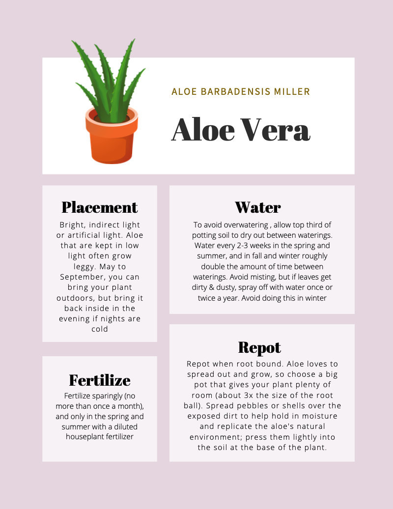 Aloe Vera Care: Easy Growth Tips