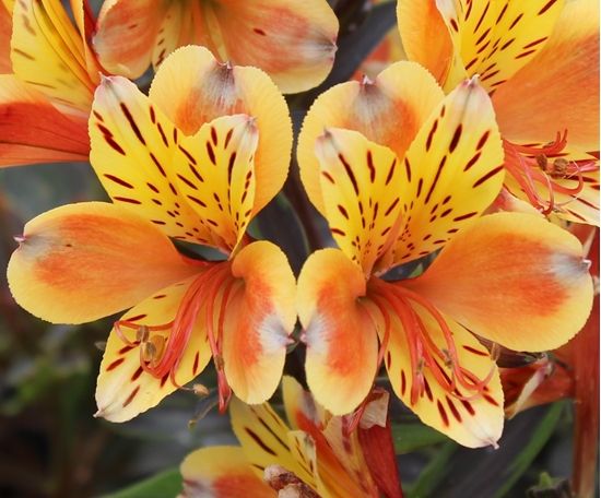 Alstroemeria Summer Breeze