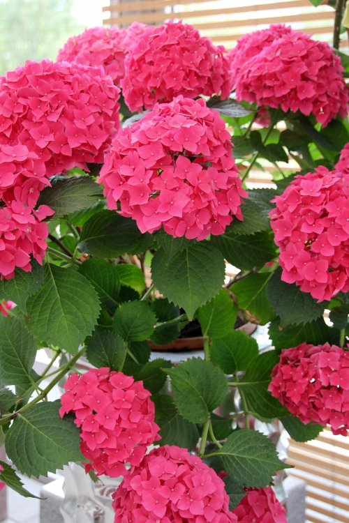 Aluminium Sulfate Guide: Optimal Hydrangea Care