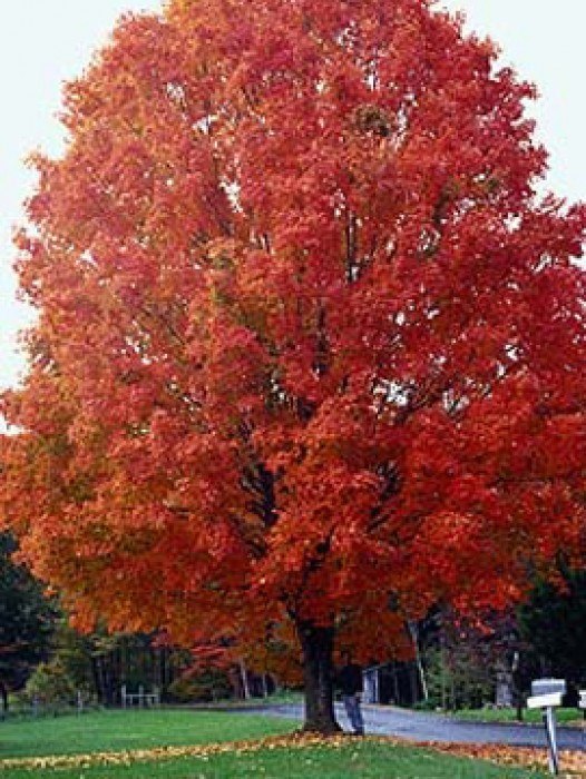 American Red Maple For Sale The Tree Center