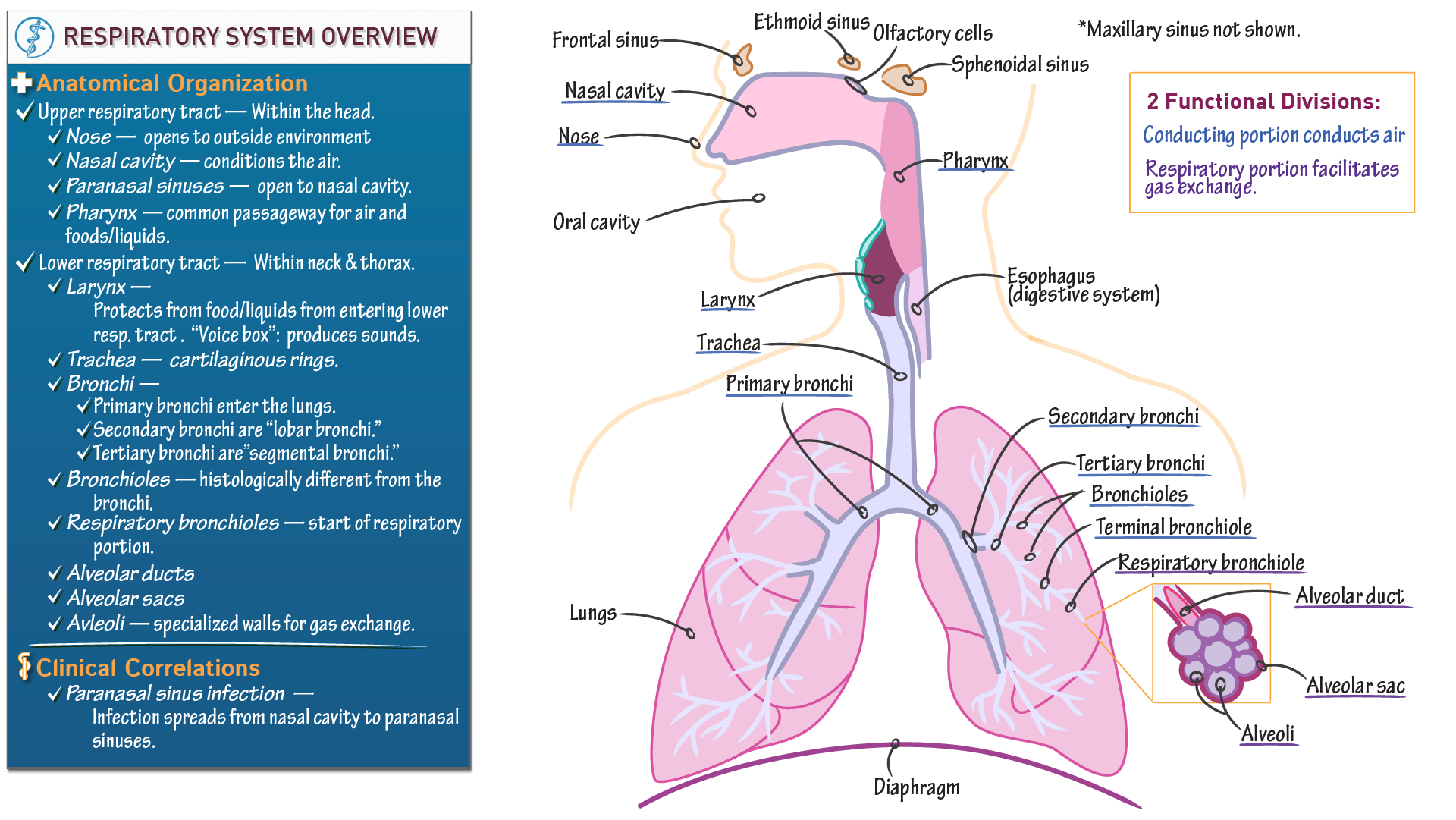 Anatomy Physiology: Understand Your Body Systems