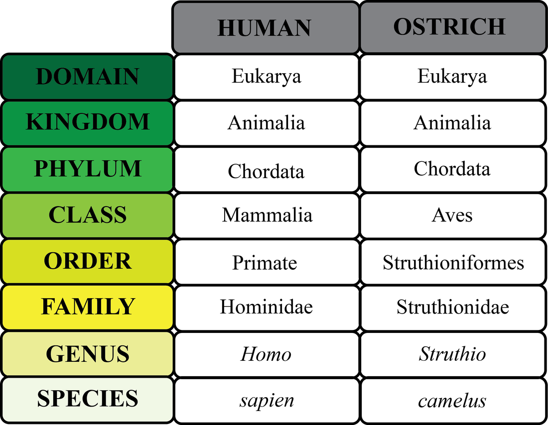 Animal Classification: Simple Guide To Taxonomy Systems