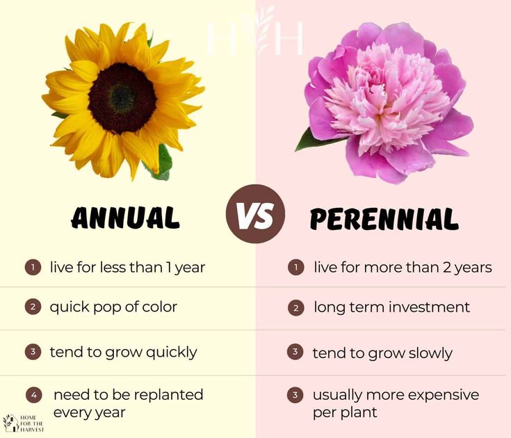 Annual Vs Perennial Plants What S The Difference And Why It Matters