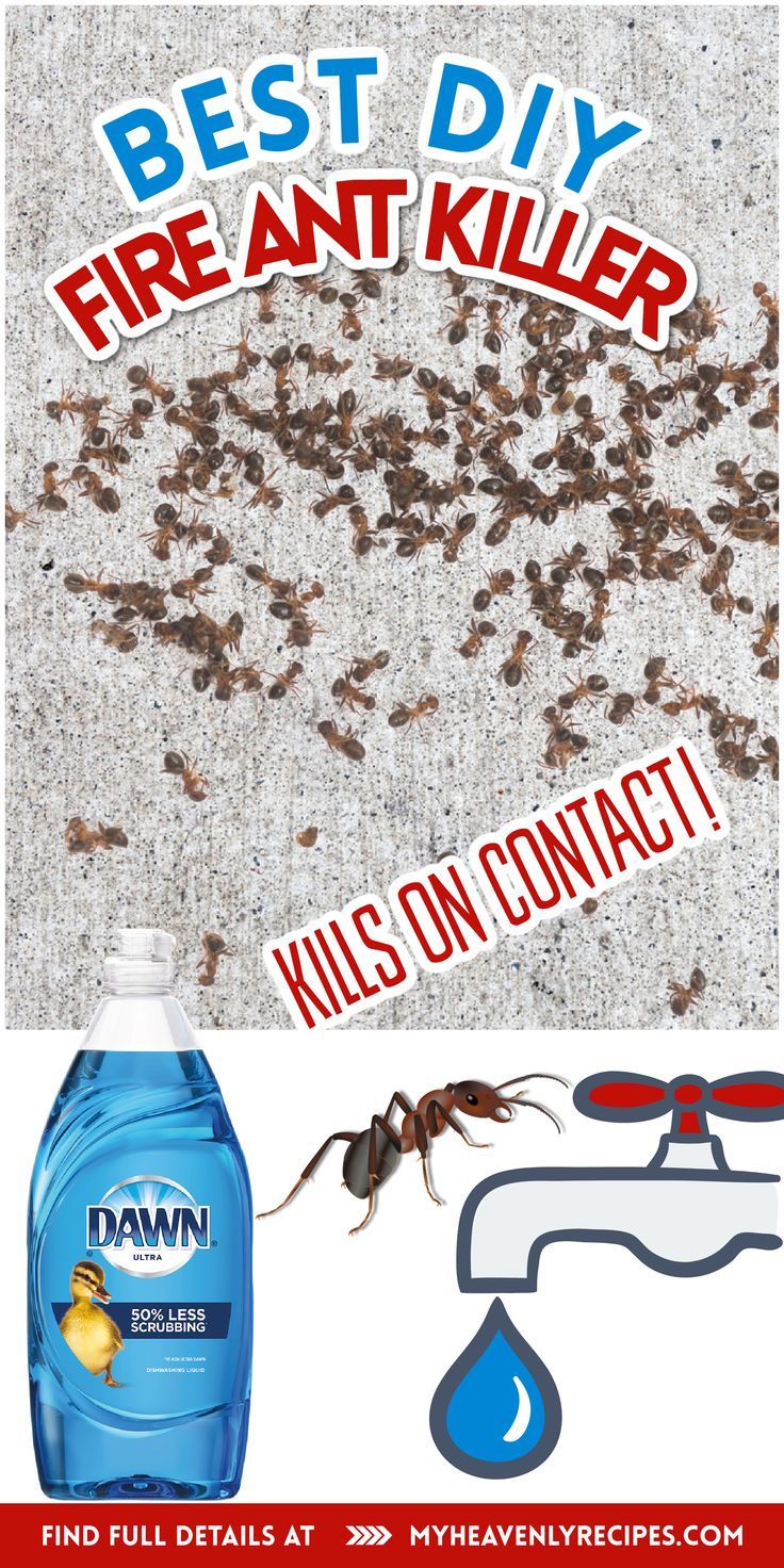 Ant Killer Car