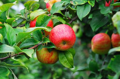 Apple Tree Leaves