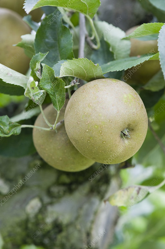 Apples Egremont Russet Stock Image C053 2930 Science Photo Library