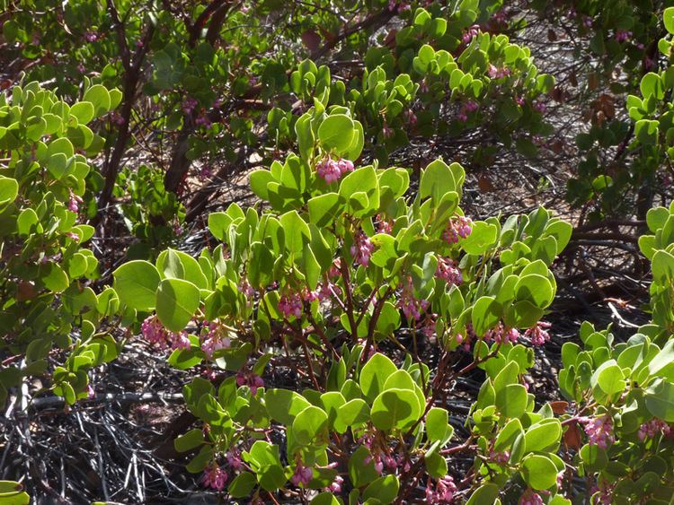 Arctostaphylos Viscida Bark Uses Uncovered