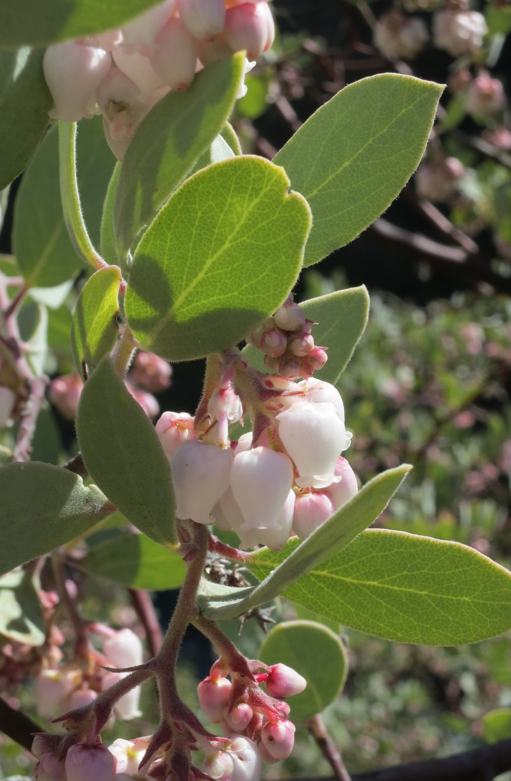 Arctostaphylos Viscida Calflora