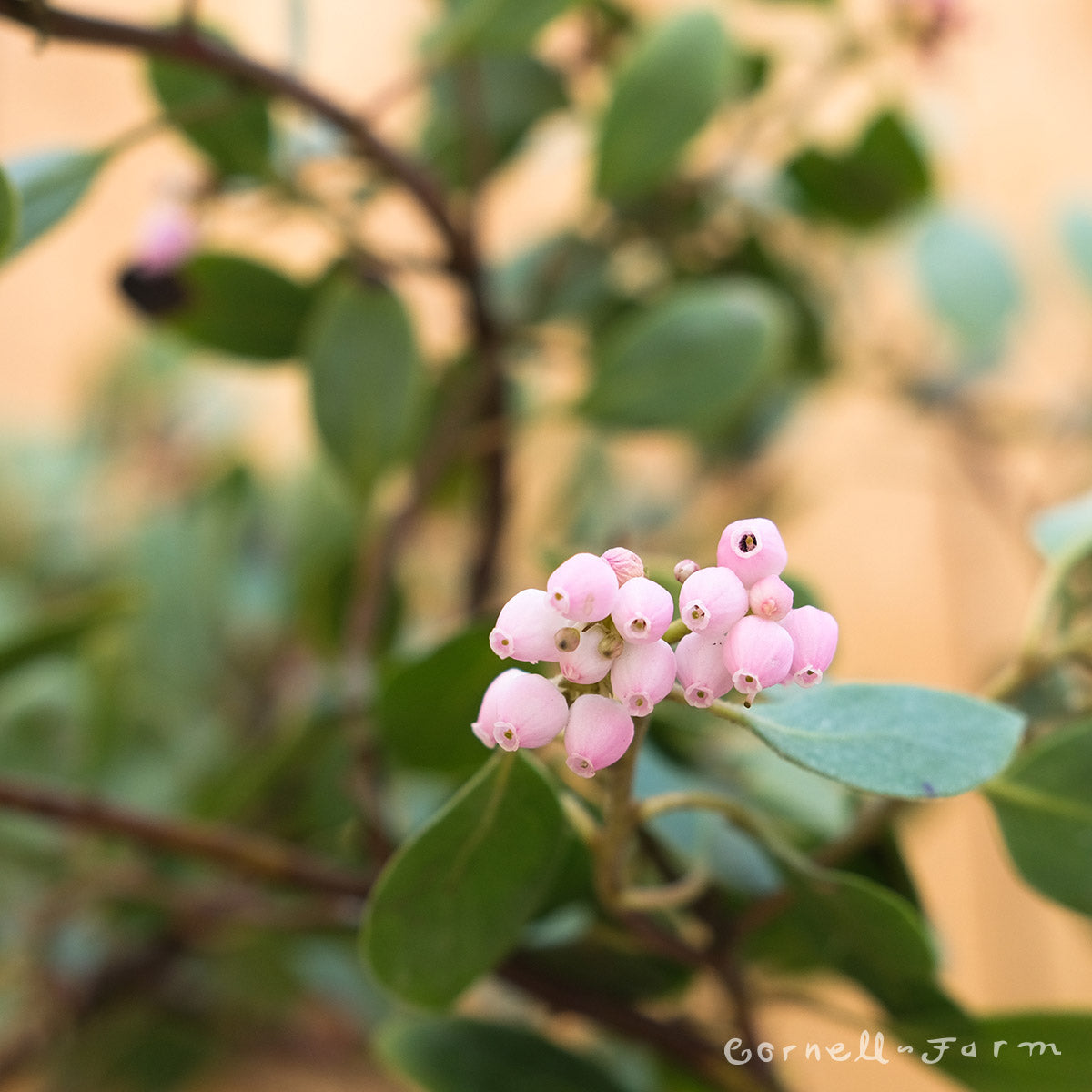 Arctostaphylos X Coloradoensis Chieftain Chieftain Manzanita City Of Fort Collins