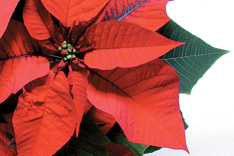 Are Poinsettias Poisonous