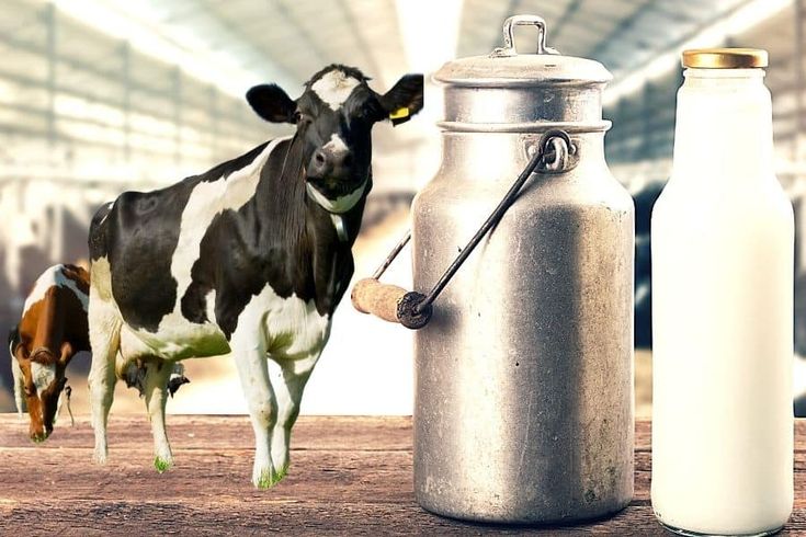 Artificial Breeding Cows: Boost Milk Production