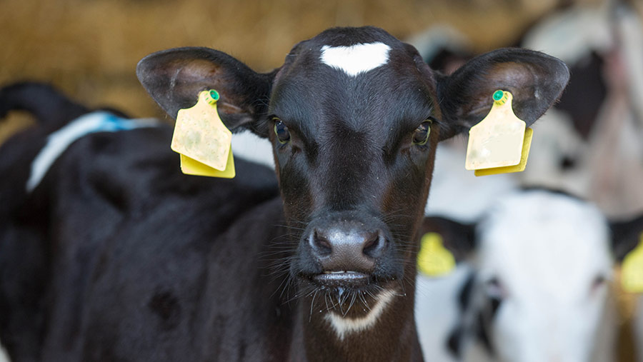 Artificial Breeding Cows: Improve Herd Genetics