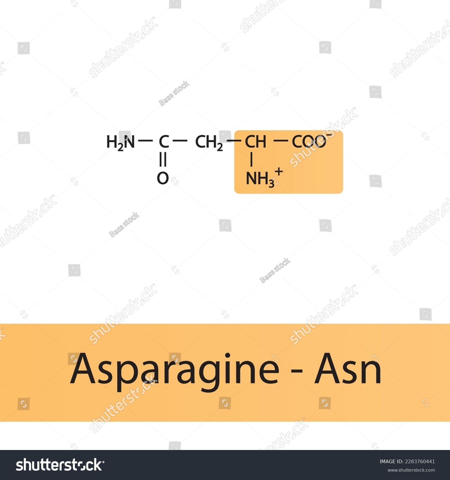 Asn Amino Acid