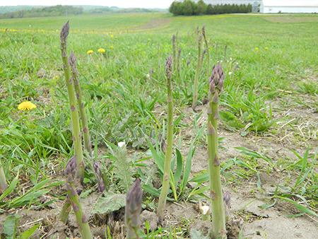 Asparagus Planting: Grow Delicious Spears Easily