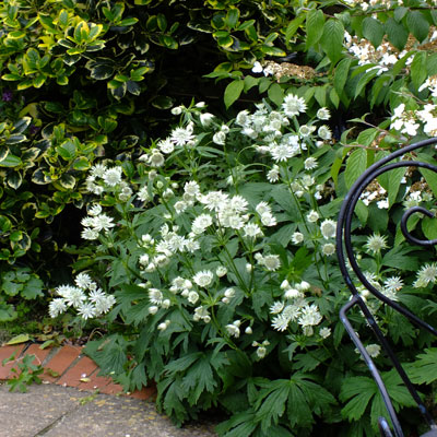 Astrantia Major Shaggy