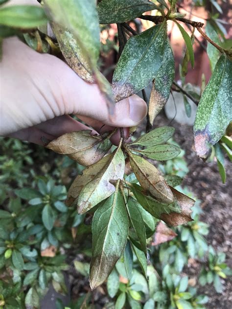 Azalea Pest Control: Protect Your Blooms