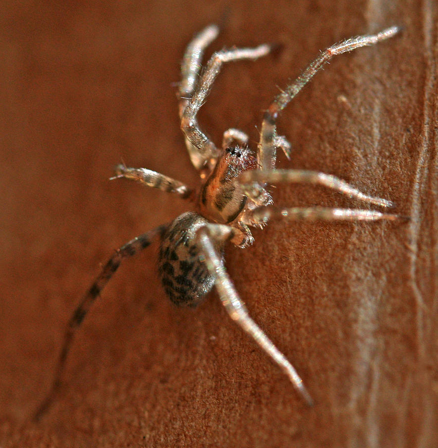 Barn Funnel Weaver Tegenaria Domestica Bugguide Net