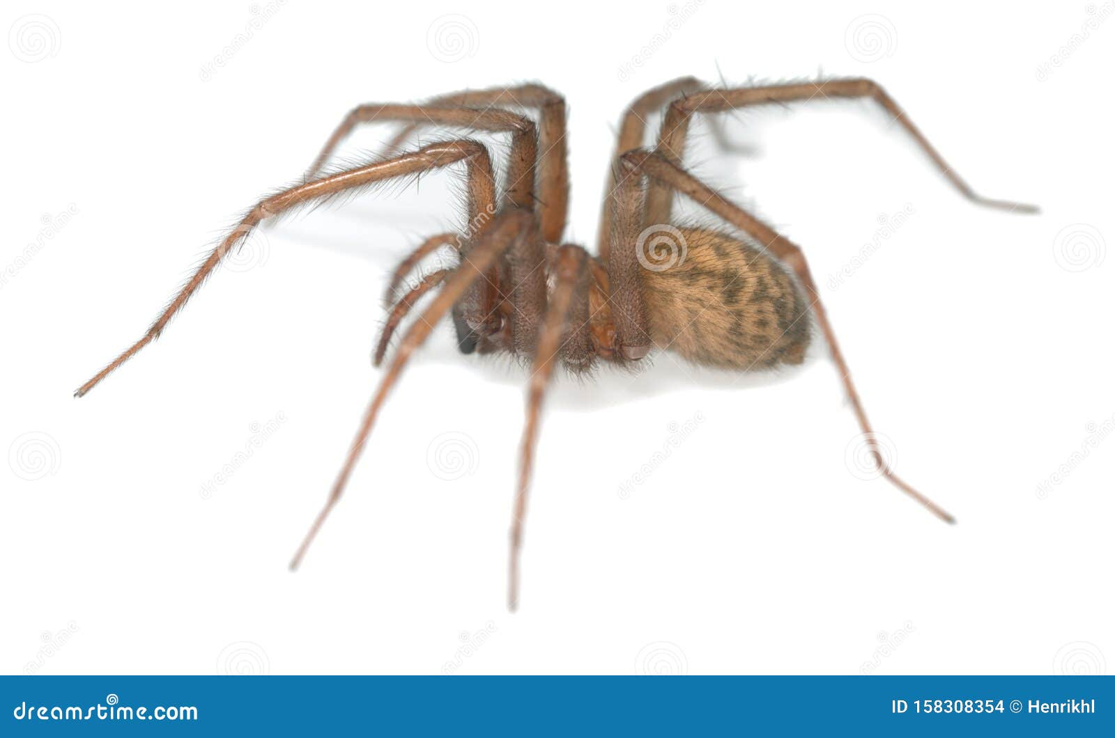 Barn Funnel Weaver Web Tegenaria Domestica Bugguide Net