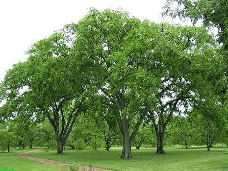 Bartlett Tree Experts Cedar Elm