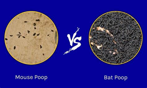 Bat Poop Vs Mouse Poop