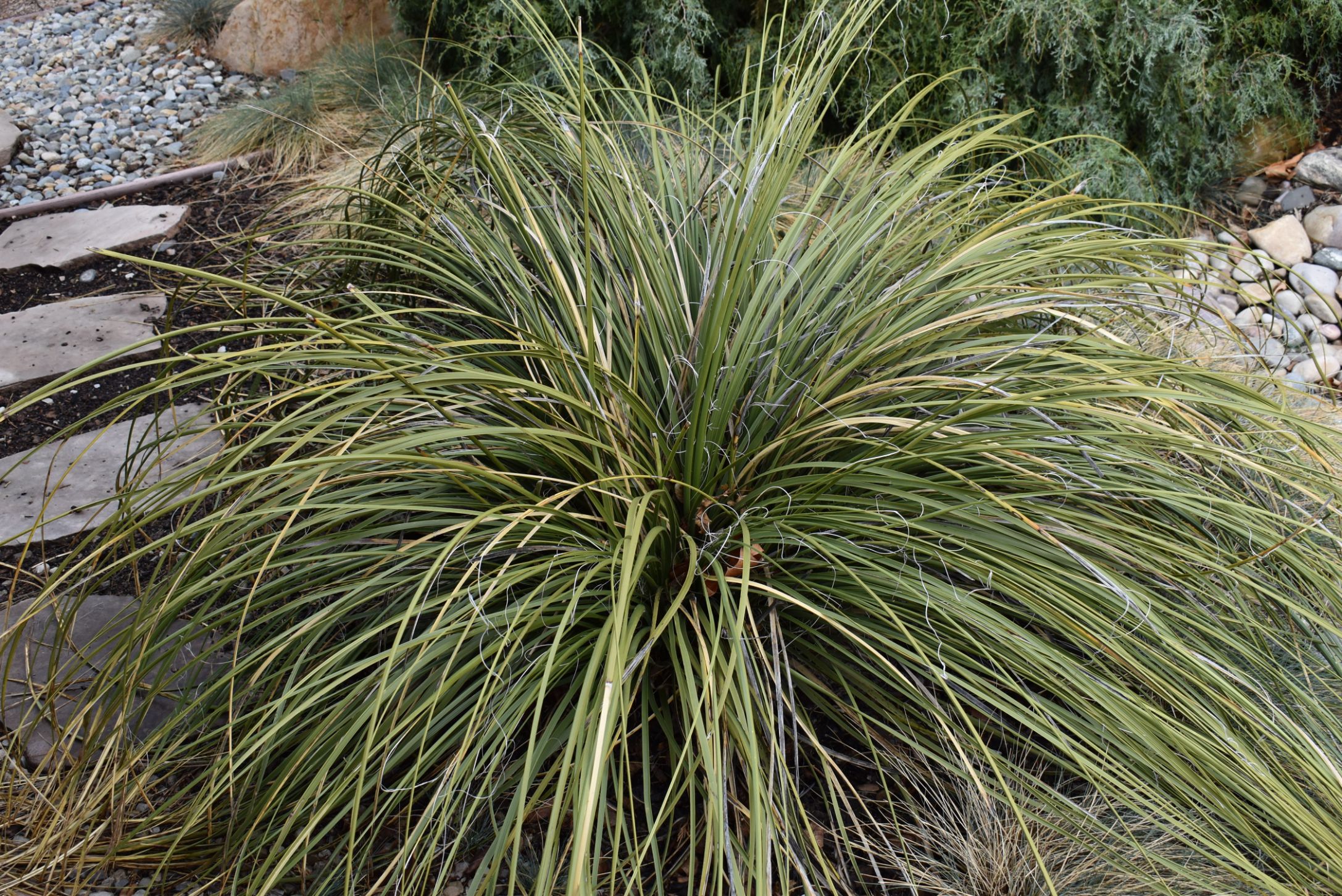 Bear Grass Plant Care: Ultimate Guide - Neh Institute Hub