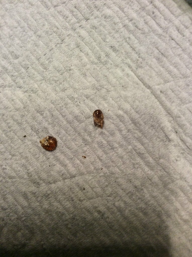 Bed Bug Pictures Identification Bangdodo