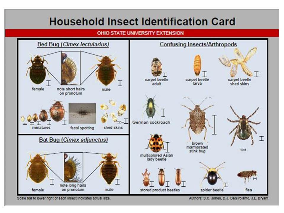 Bed Bug Species: Identification Made Easy