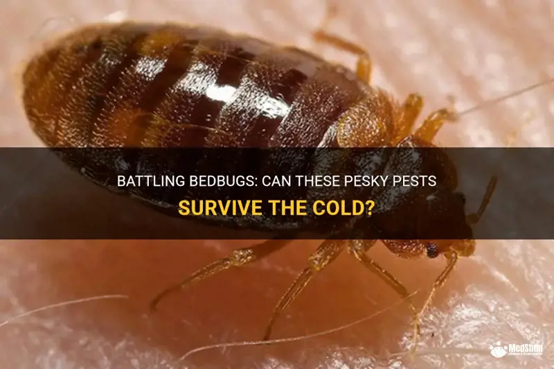 Bedbugs Survive Cold: Know Your Risks