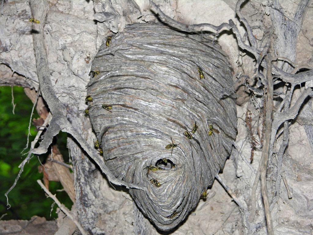 Bees In Ground Id