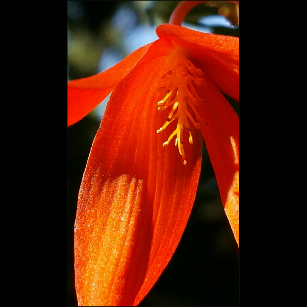 Begonia Boliviensis Bonfire Begonia Bonfire In Gardentags Plant Encyclopedia