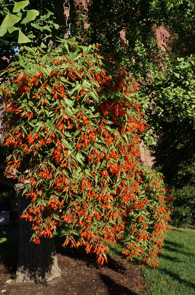 Begonia Bonfire Plant